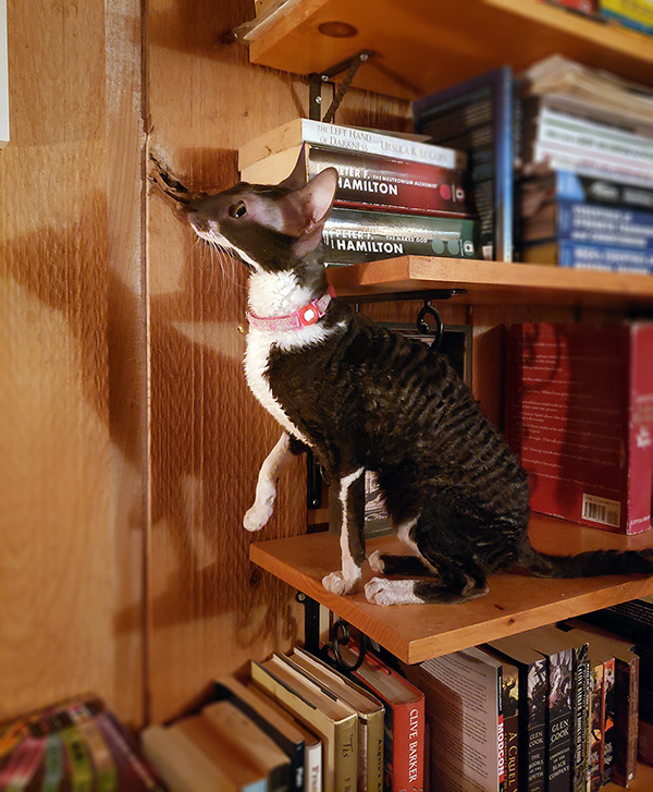 Cat sitting on bookshelf contemplating is she can make a jump