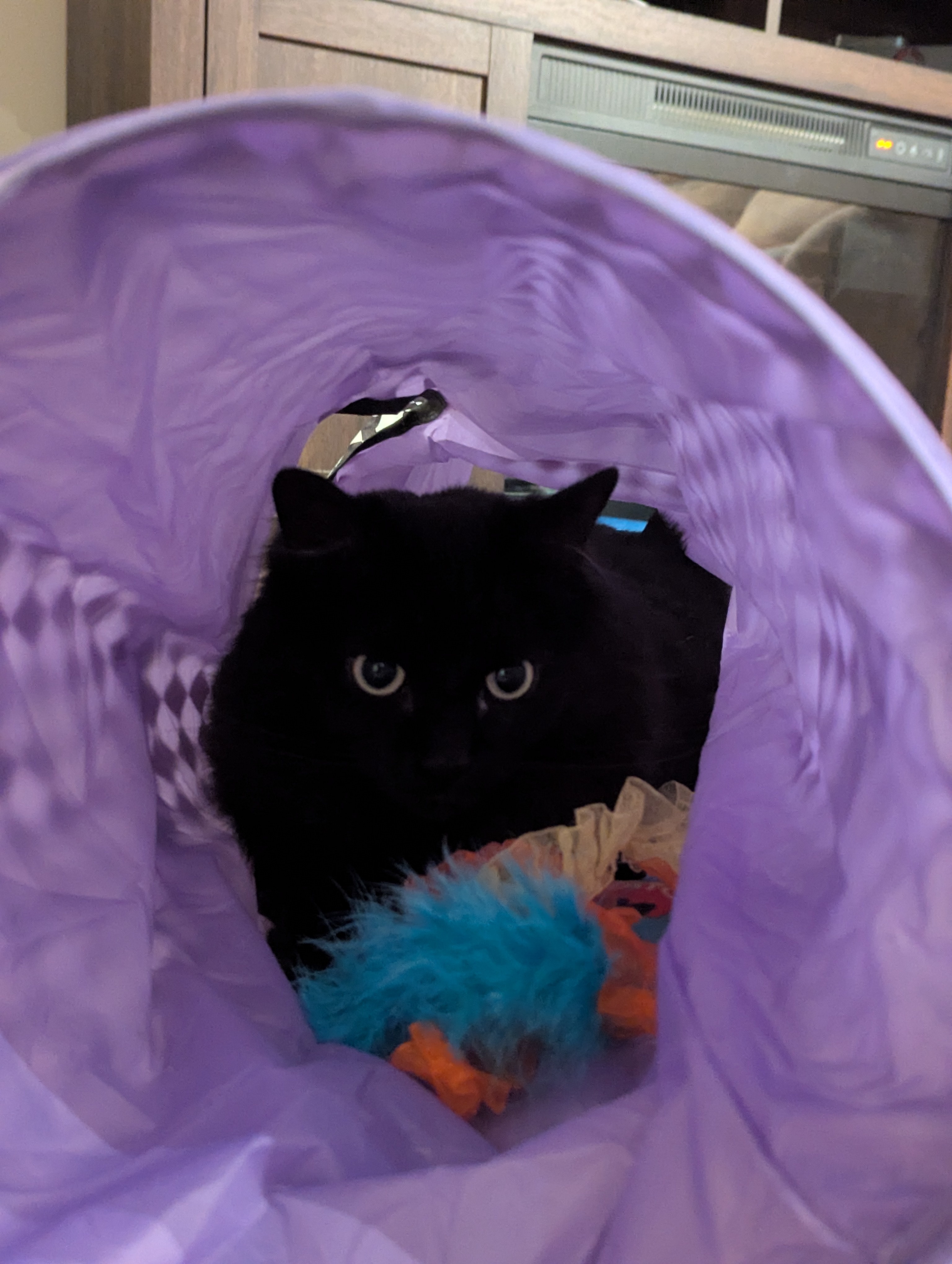 Black cat in a fabric tunnel with a toy