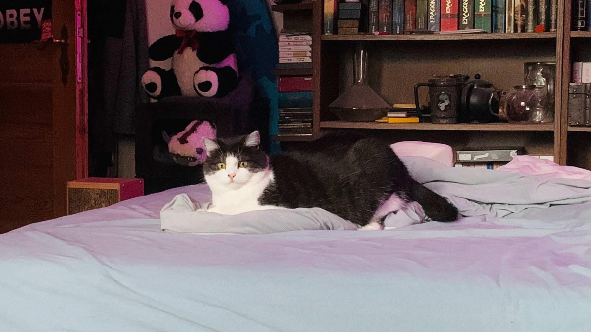 A black and white cat is resting on a bed with light blue sheets. In the background, there are stuffed pandas and a bookshelf filled with books and various items.